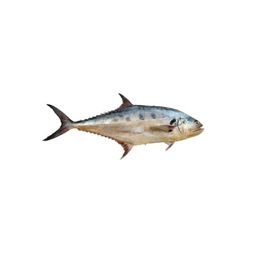 Queen Fish 4Kg+ (±50)