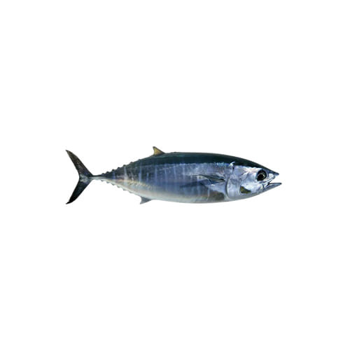 Tuna Fish 2Kg+ (±50)