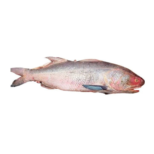 Indian Salmon (লাক্ষা) 5kg-9kg (±50)